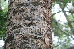 Acacia polyacantha